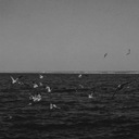 Our False Fire on Shore