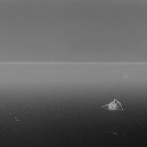 Коллекция тропических рыб