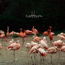 Cotton