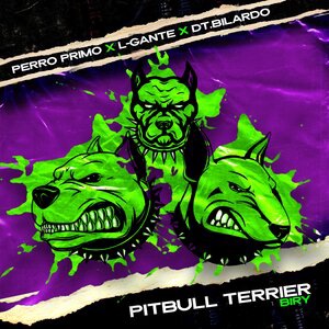 Pitbull Terrier Biry