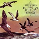 Losing california for drusky