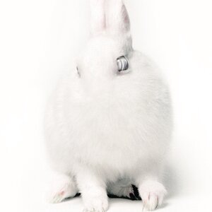 Life Is A Sexually Transmitted Disease