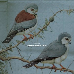 Shearwater 1