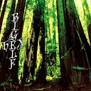 Bats in the Belfry I