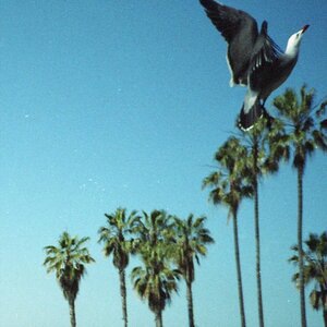 Strangers on the Avenue