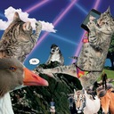 JP in the sky with guépards