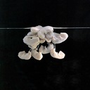 Hanging on the Telephone