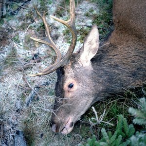 Lionel Van Cauwenberghe 1