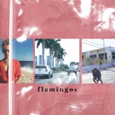 Flamingos