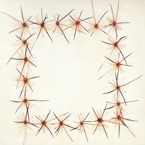 The Adobe Collective 1