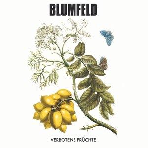 Blumfeld 6