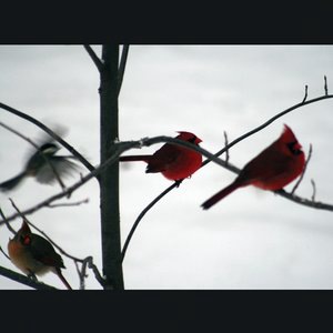 McCarthy Trenching 1