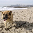 A Way To Move Across The Ground