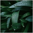 Песенка Чебурашки