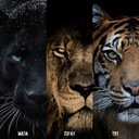 Последний роман