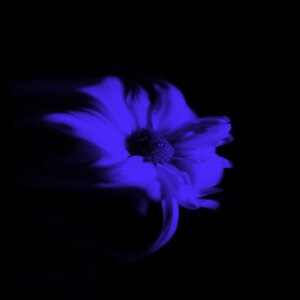 Не несите цветы