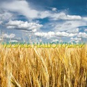 Люби ти україну!