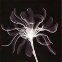 Angeldust (Please Come Down)