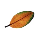 Raid Aereo Sul Paese Delle Farfalle