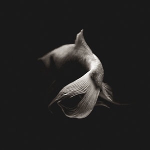 L'últim Cercle Polar