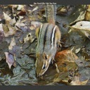 I Can't Get You Out Of My Mind