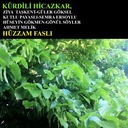 Son Hatıra Aşkımdan Kalan Bir Sarı Saçtı