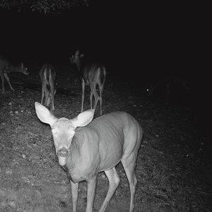 Self Defense Family 17