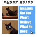 Amazing Cat You Won't Believe What He Does