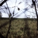 Roads Lead Northwards