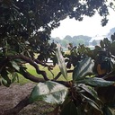 Seyrederim Seyredersin