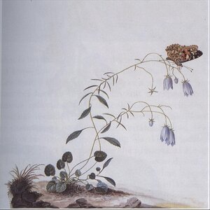 In the Hall of Chamaerops