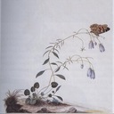 A Rose from the Dead