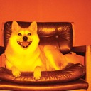 Stuck on a Wire, Out on a Fence